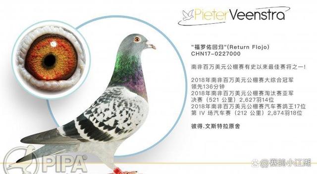 南非健将斩获奖牌成为焦点新人的简单介绍