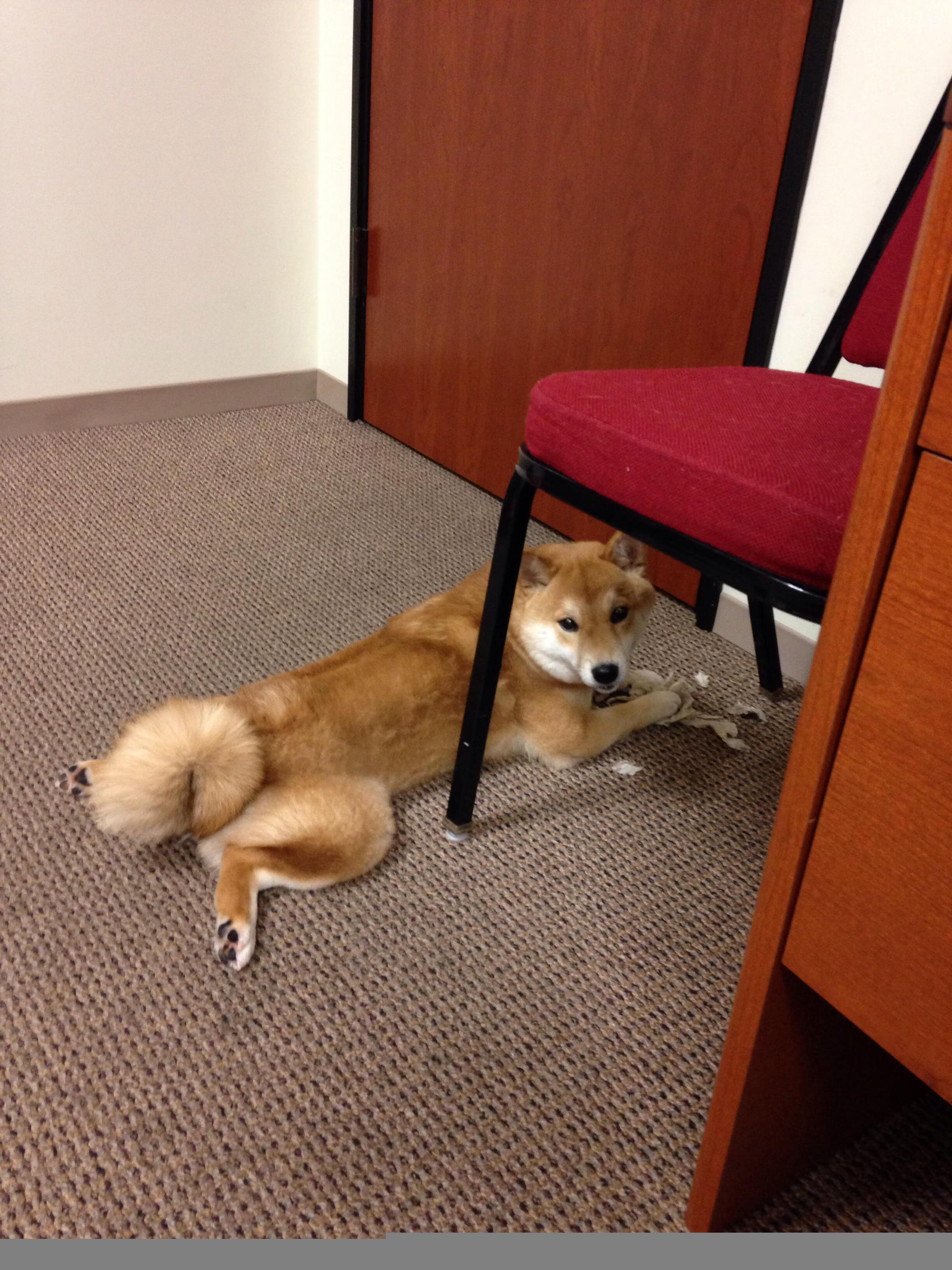 东方巨龙撕裂绿衫军防线！莫兰特狂砍50分神迹助辽宁制霸凯尔特人