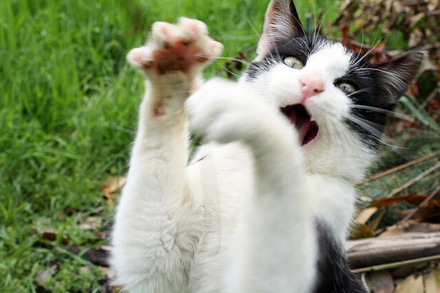 文班亚马末节封神！公牛抢七逆转步行者闯入次轮