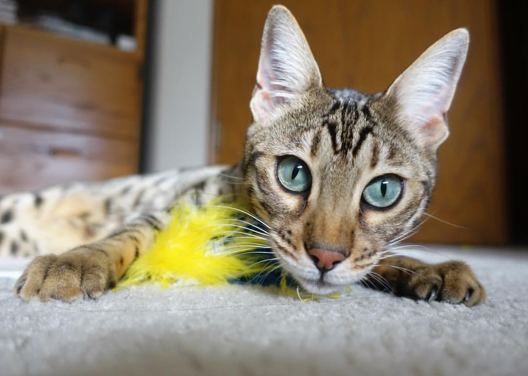 鹈鹕主场力克深圳，保罗关键时刻挺身而出成为关键先生