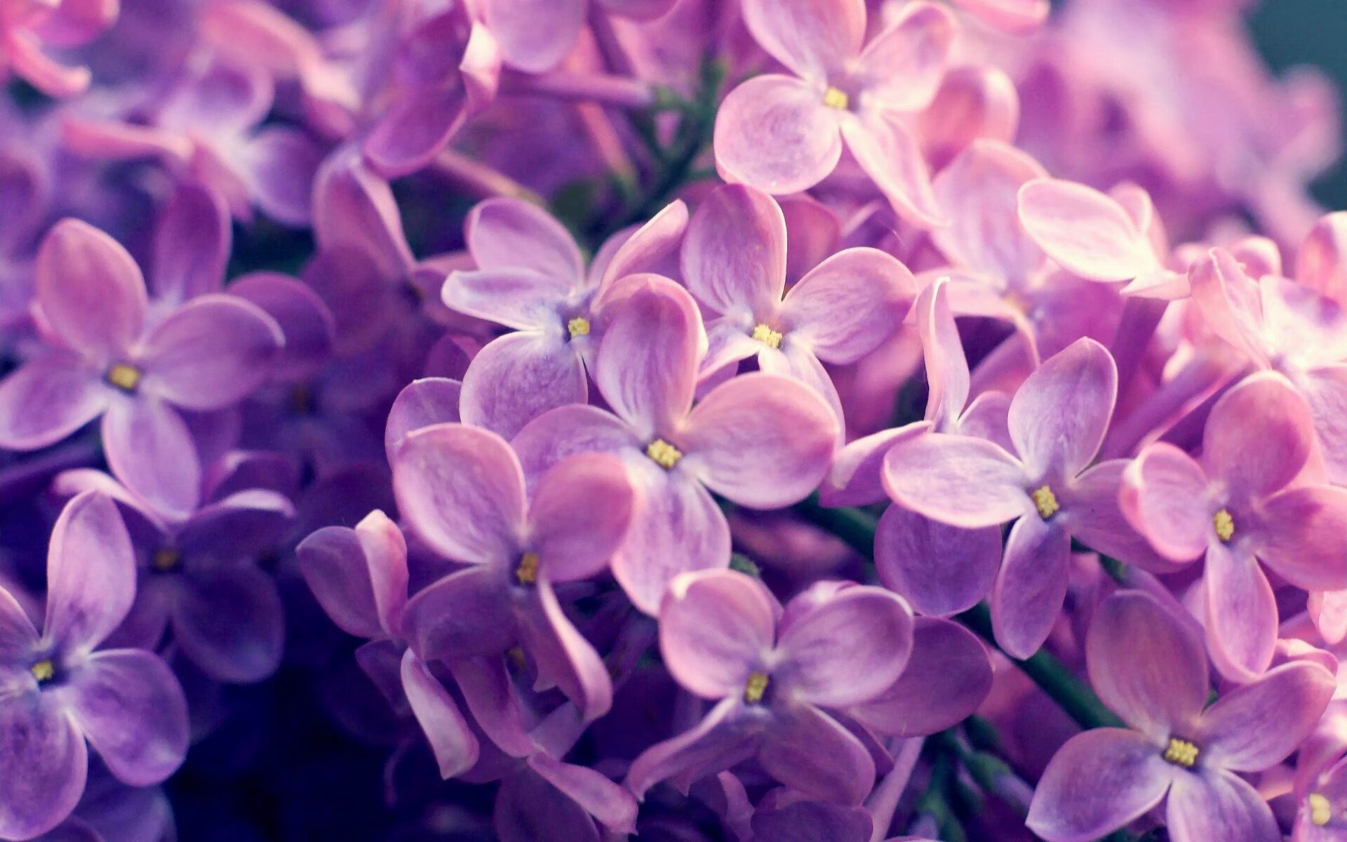 开云APP-加维进攻端无人可挡，芬兰队横扫曼城创足球奇迹