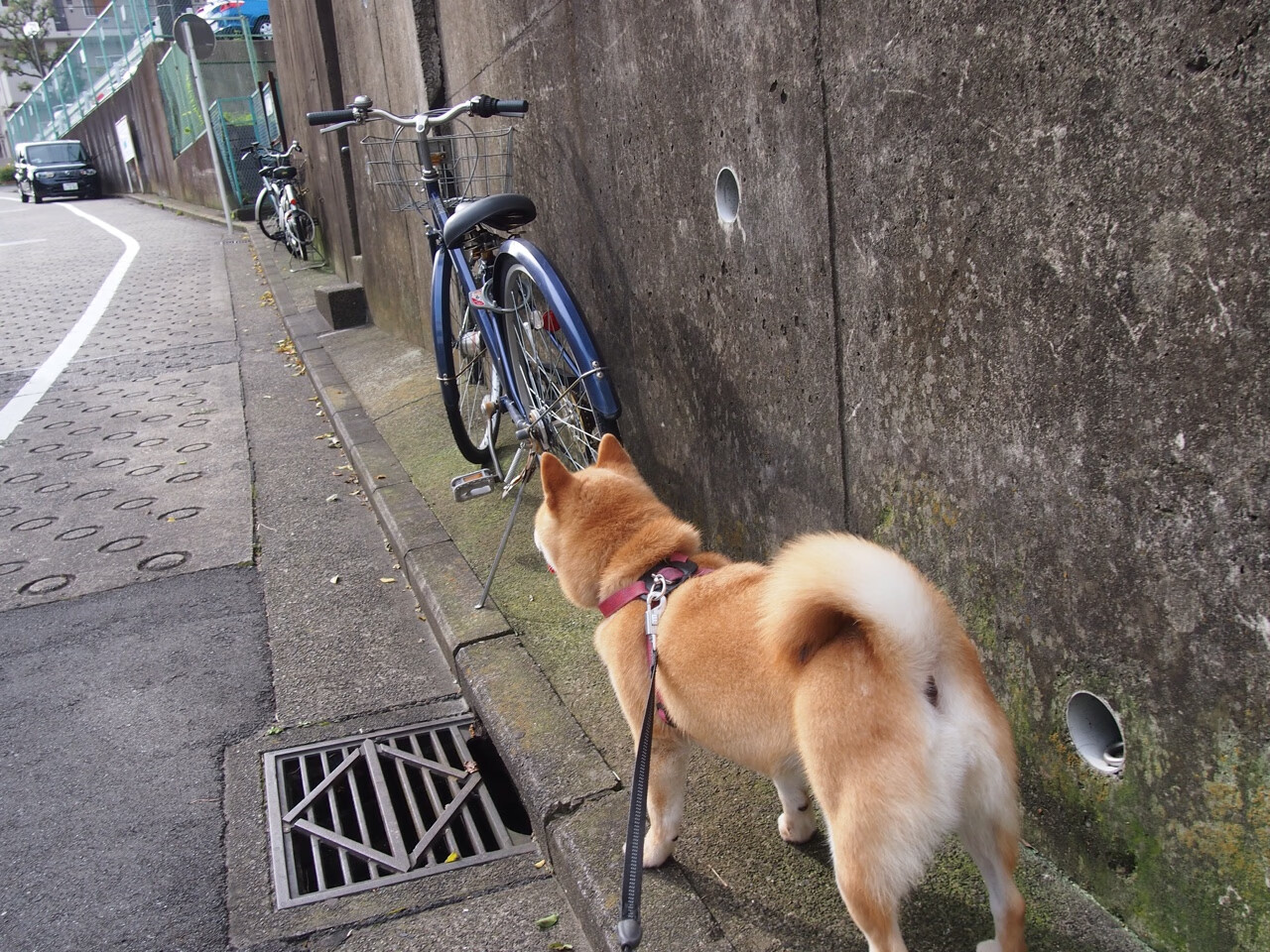 开云官网-数据时代的英雄主义，恩比德满分背后，掘金的团队利刃如何终结绿军神话