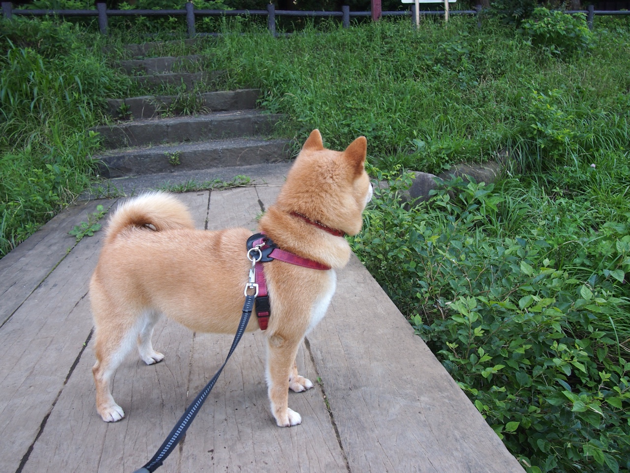 意甲焦点战之夜，当篮球灵魂降临绿茵场，莫兰特让比赛提前失去悬念