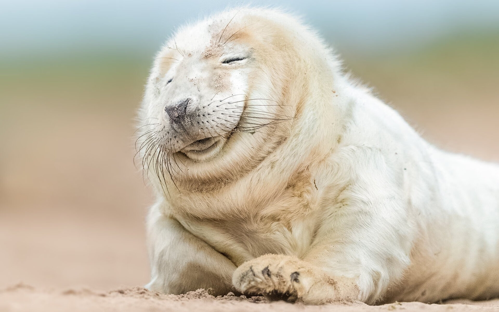 比利时强势收割阿根廷,迪巴拉百场里程碑闪耀失利夜