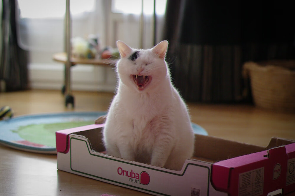 铁蹄踏碎奇才防线，欧文攻防一体诠释现代篮球美学