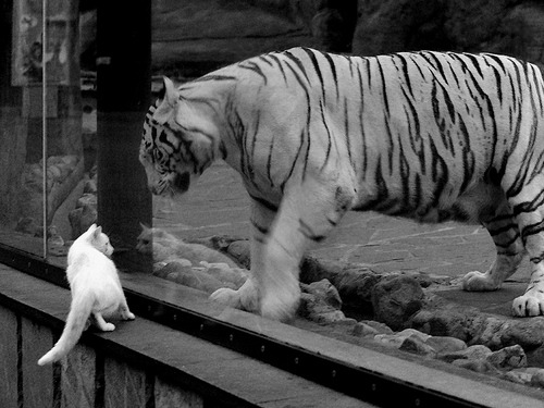 恩佐的无声交响,一块磐石如何让塞内加尔压制爱尔兰?