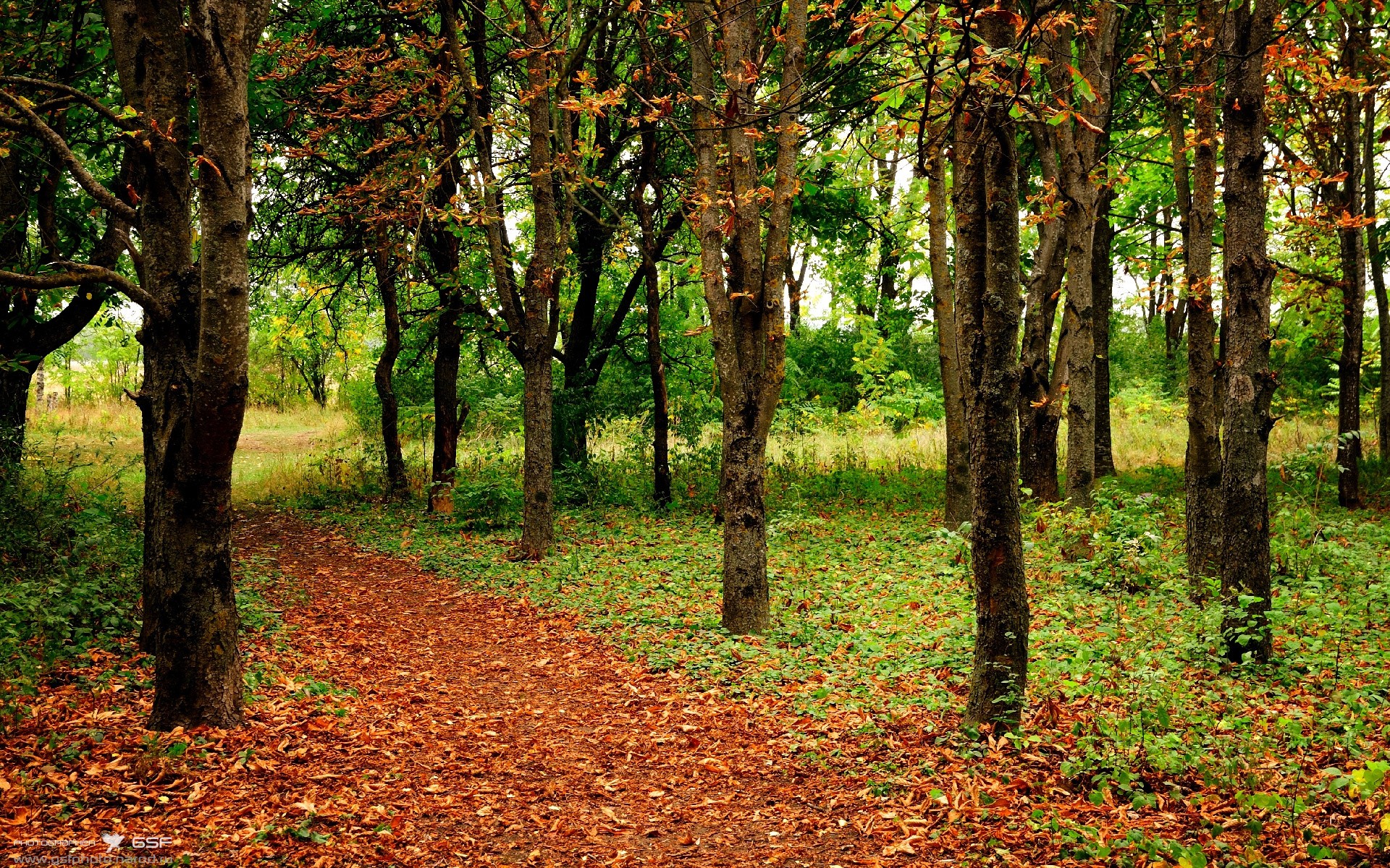 东方巨龙与北美猛兽的碰撞，哈利伯顿攻防两端展现统治级实力