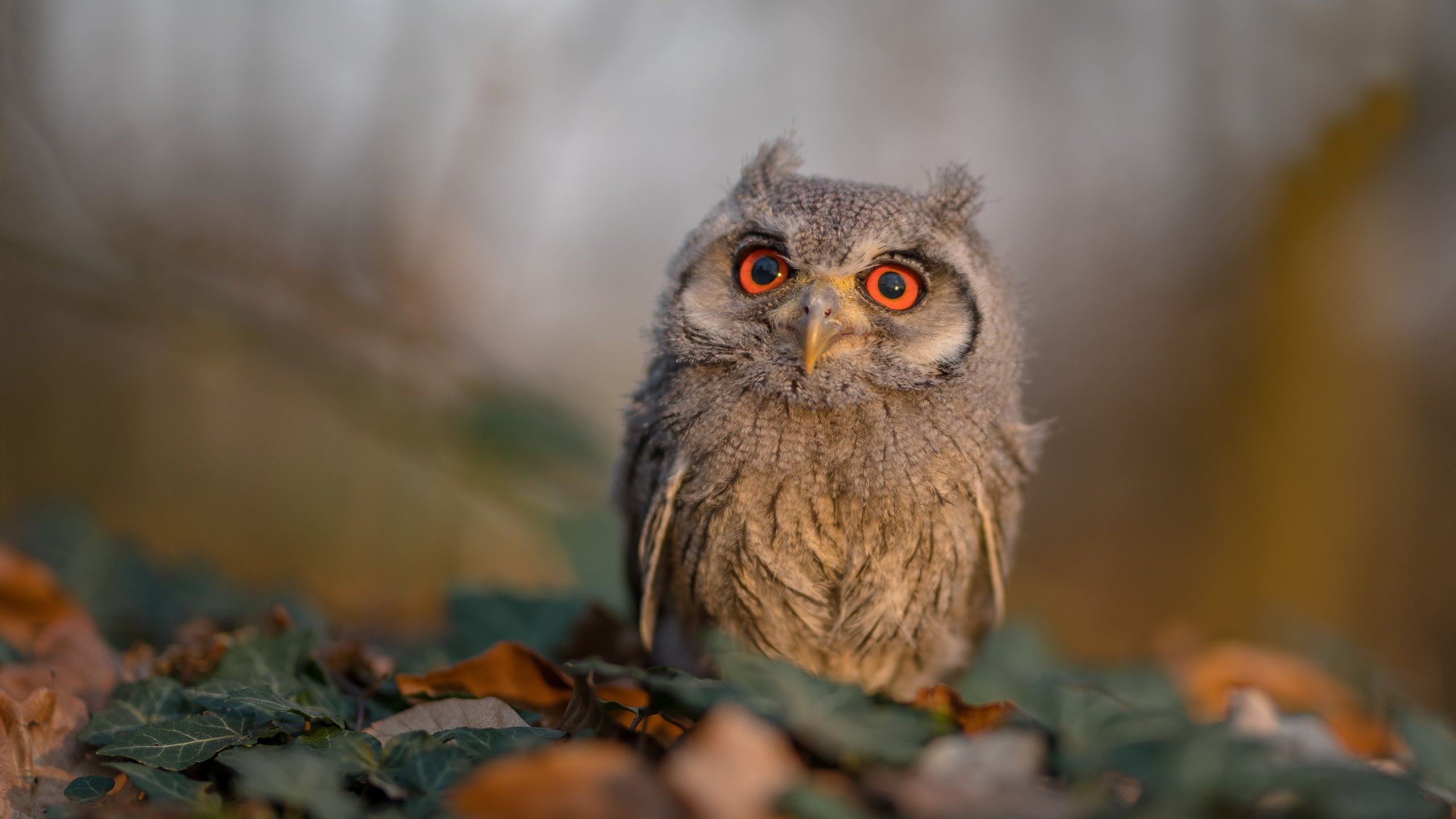 帕尔默一剑封喉,贝蒂斯雨战绝杀爱尔兰,友谊赛胜负牵动两国心跳