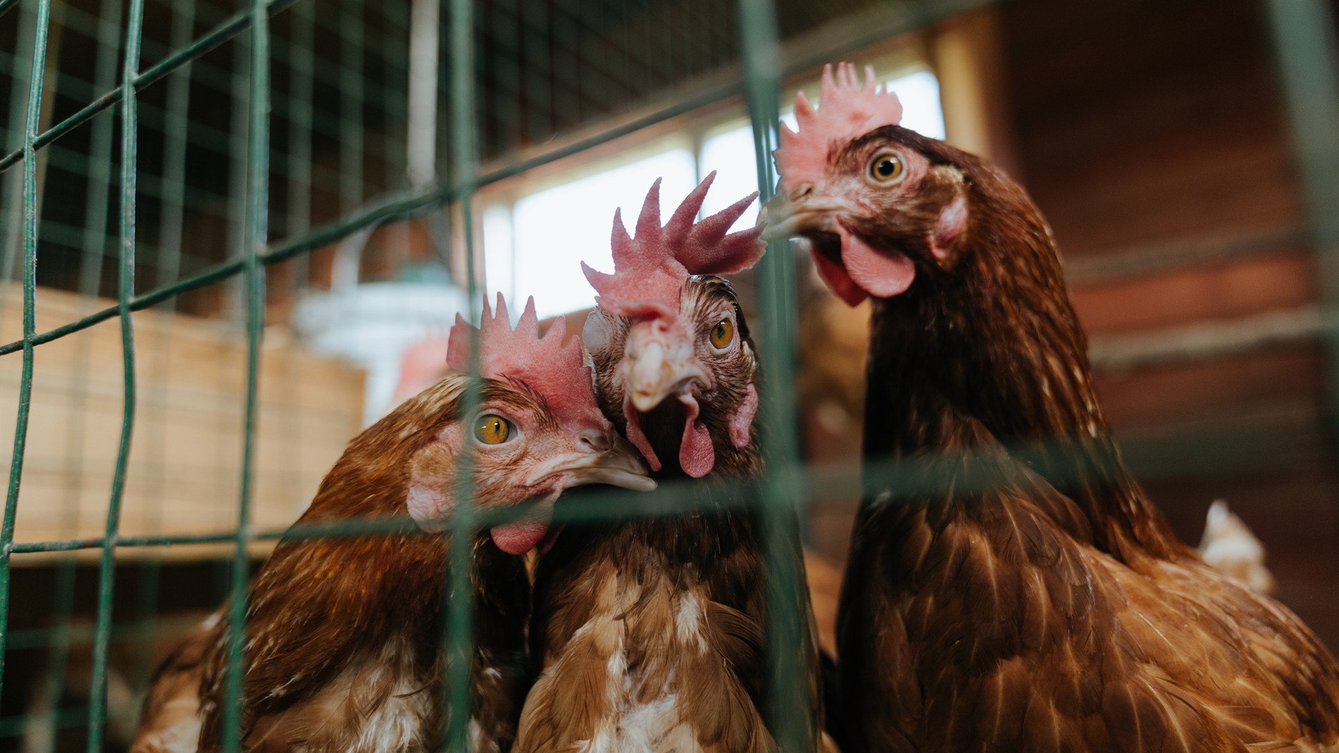 开云APP-绝杀之夜，无名小卒恩佐与突尼斯足球的星辰初现