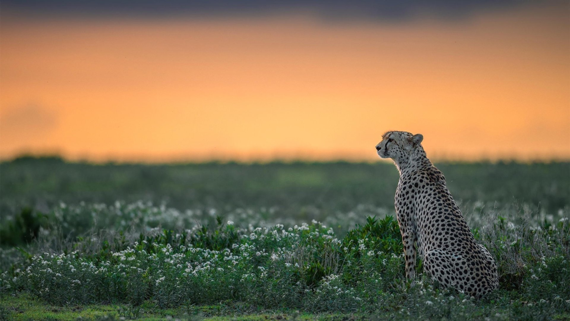 开云APP-数据之巅的孤星败北,当拉梅洛的华丽交响曲终不敌绿军铁血协奏